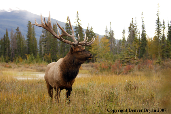 Rocky Mountain Elk in field