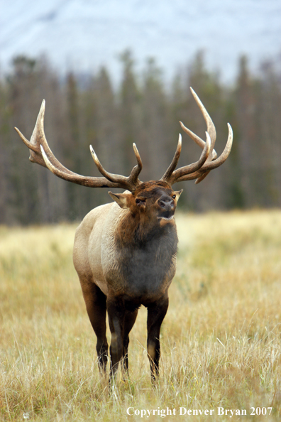 Rocky Mountain Elk bugling