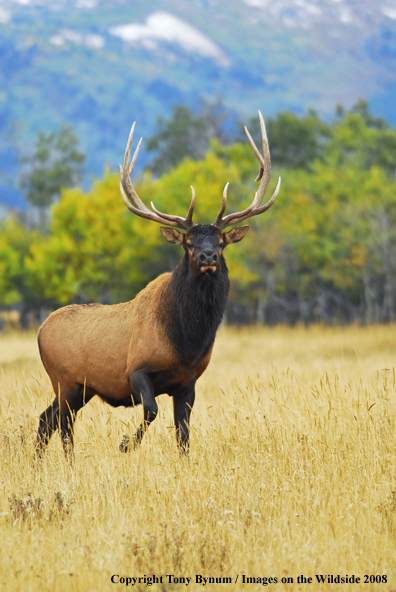 Rocky Mountain Elk in habitat