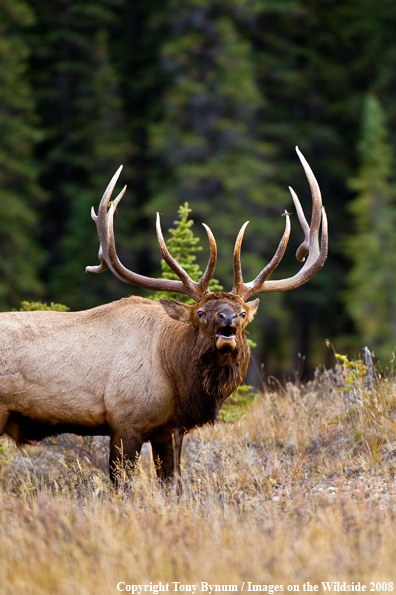 Bull Elk in field