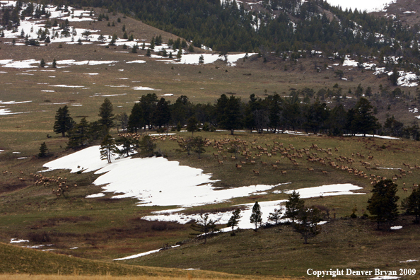 Rocky Montain Elk Herd