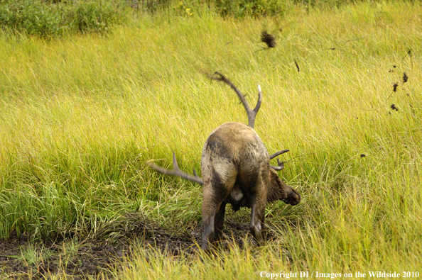 Rocky Mountain Bull Elk in a grassy meadow wallow. 