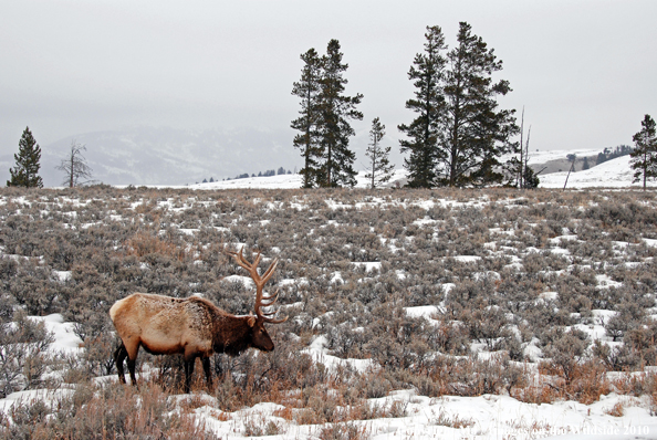 Rocky Mountain Bull Elk in habitat. 