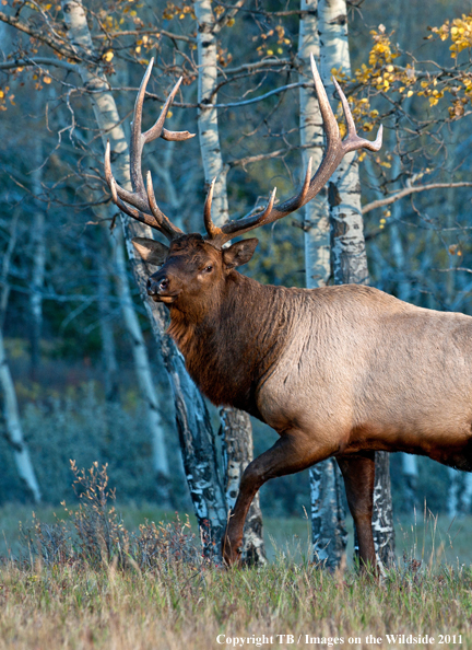 Rocky Mountain Bull Elk