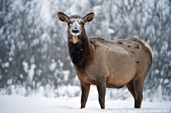 Rocky Mountain cow elk in habitat. 