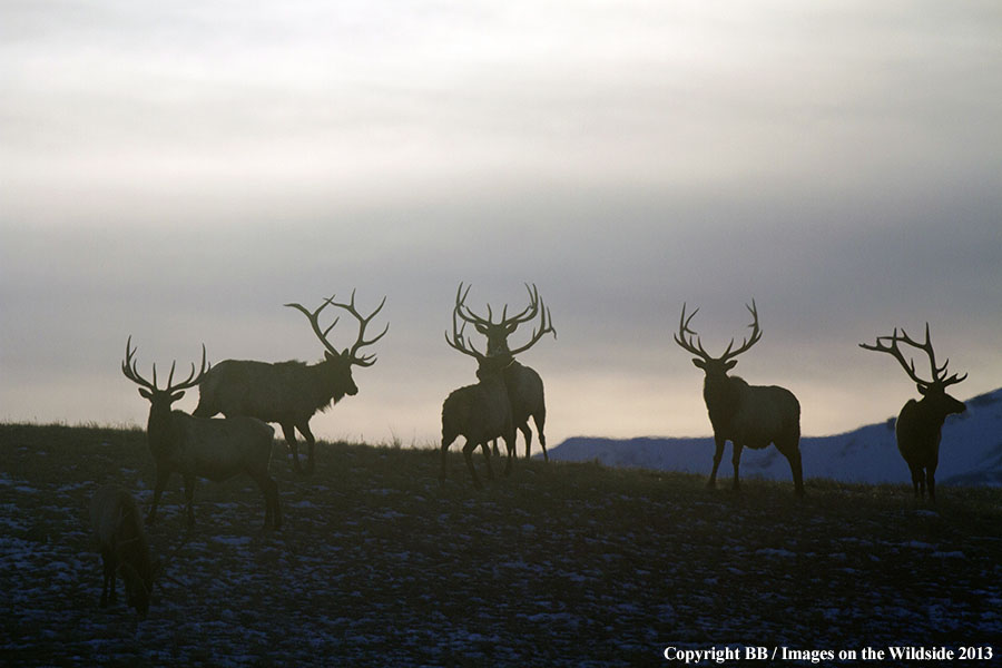 Rocky Moutain Elk in habitat.