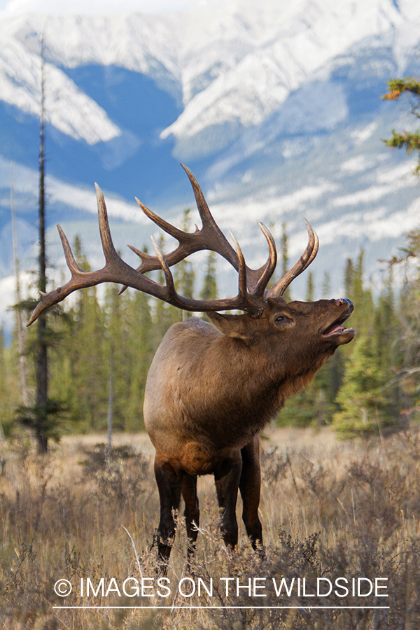 Rocky Mountain Bull Elk bugling in habitat.