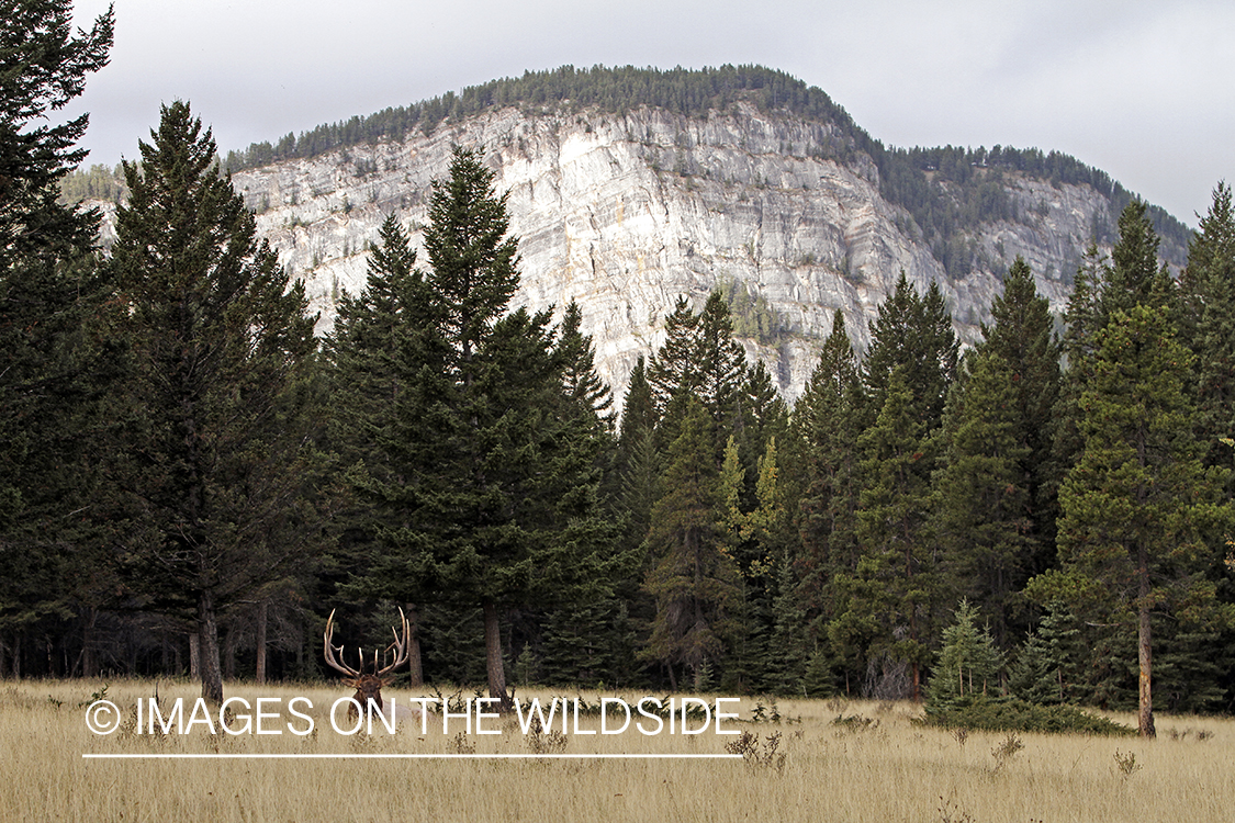 Rocky Mountain Bull Elk in habitat.