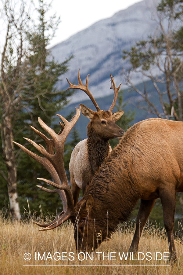 Rocky Mountain Bulls  in habitat.