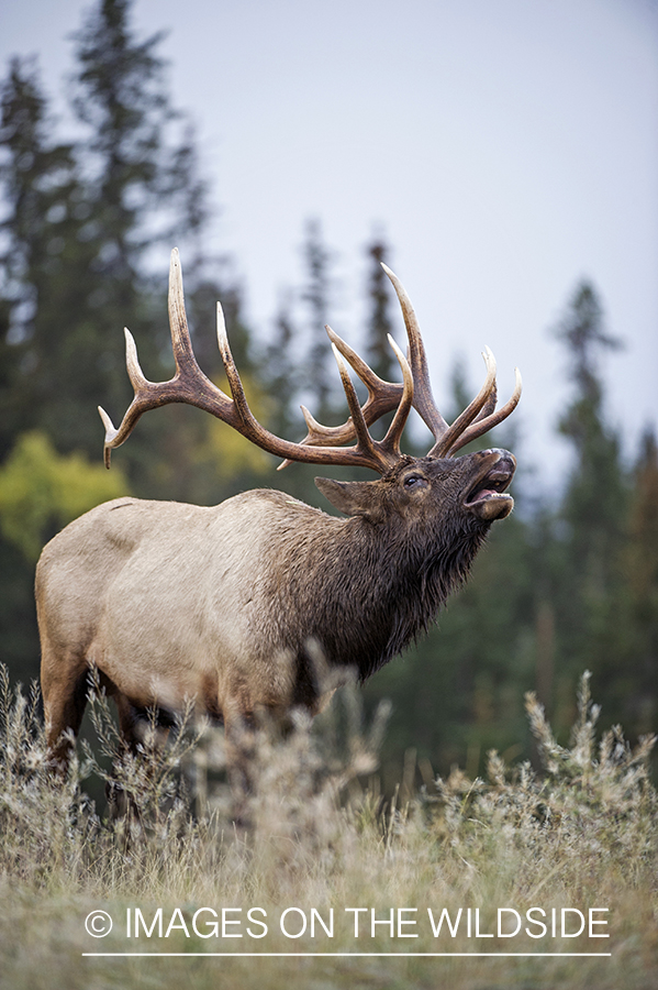 Bull elk bugling.