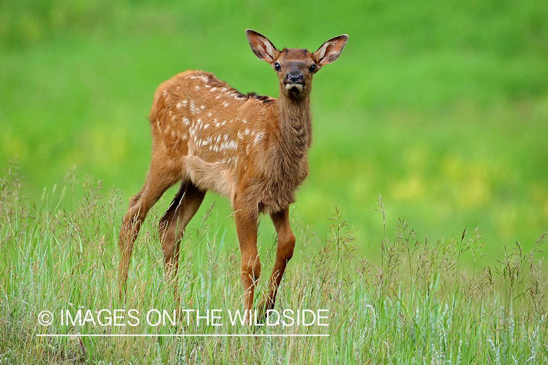 Rocky Mountain Elk calf in mountain meadow.