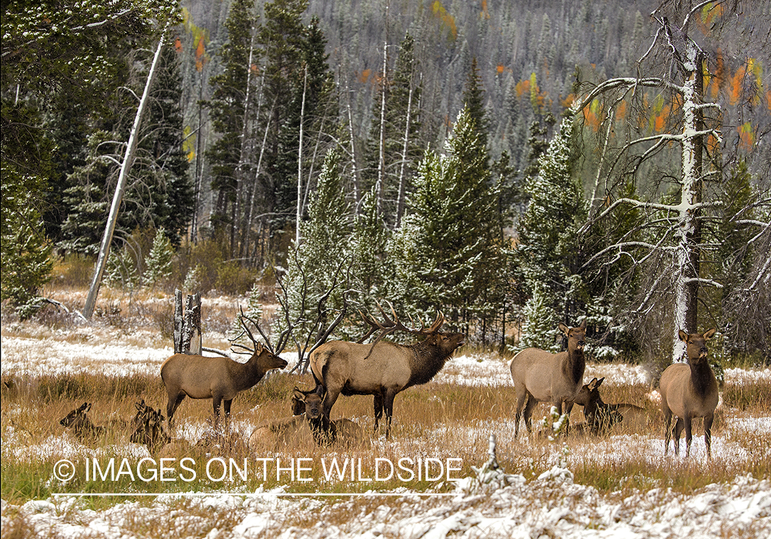 Elk herd in field.