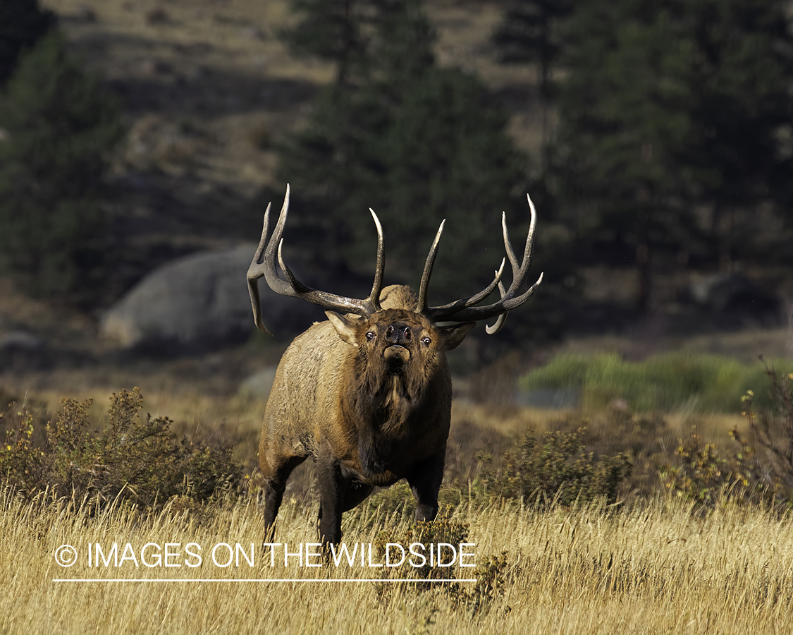 Bull elk in habitat.