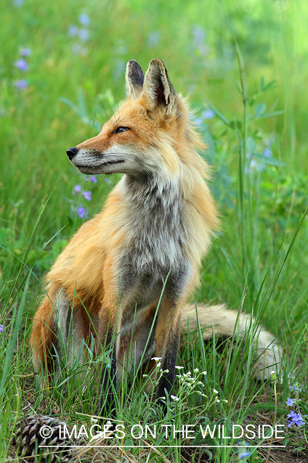 Red Fox in habitat.