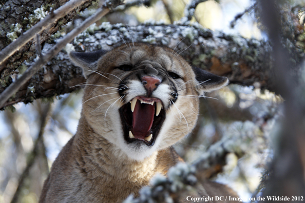 Mountain lion snarling. 