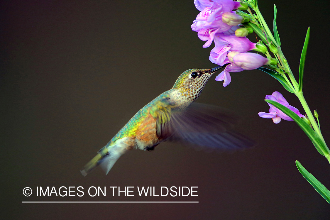 Female Broad-tailed Hummingbird at flower.