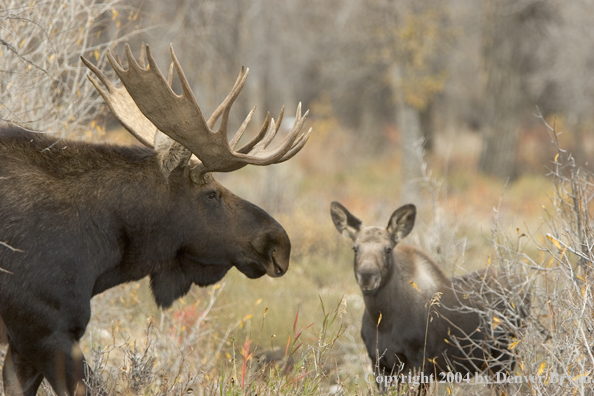 Shiras bull moose in habitat with young.