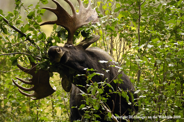 Shiras bull moose in habitat.