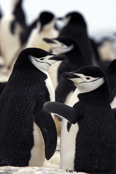 Chinstrap penguin in habitat