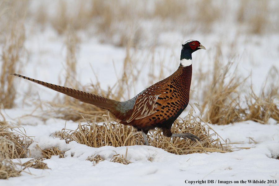 Ring-necked pheasant in field.