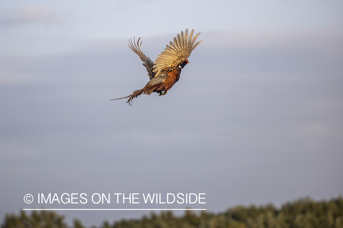 Ring-necked Pheasant in flight.