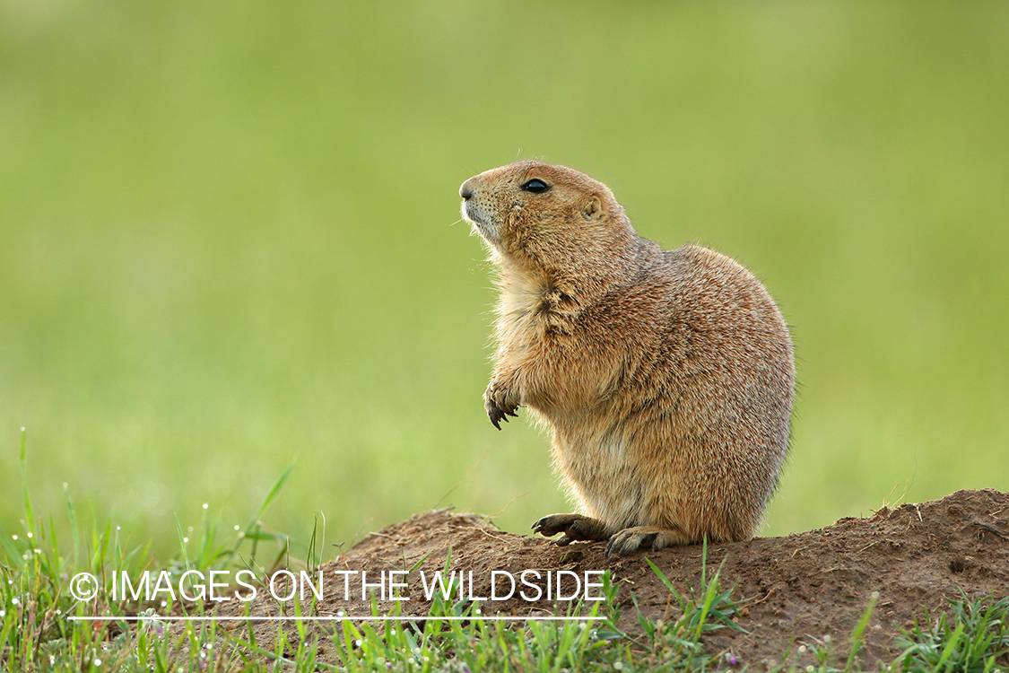 Prairie dog in habitat.