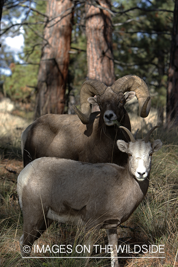 Rocky Mountain bighorn sheep in field.