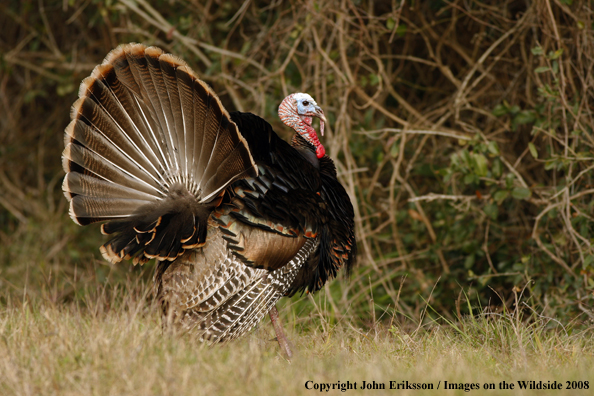 Eastern Wild Turkey