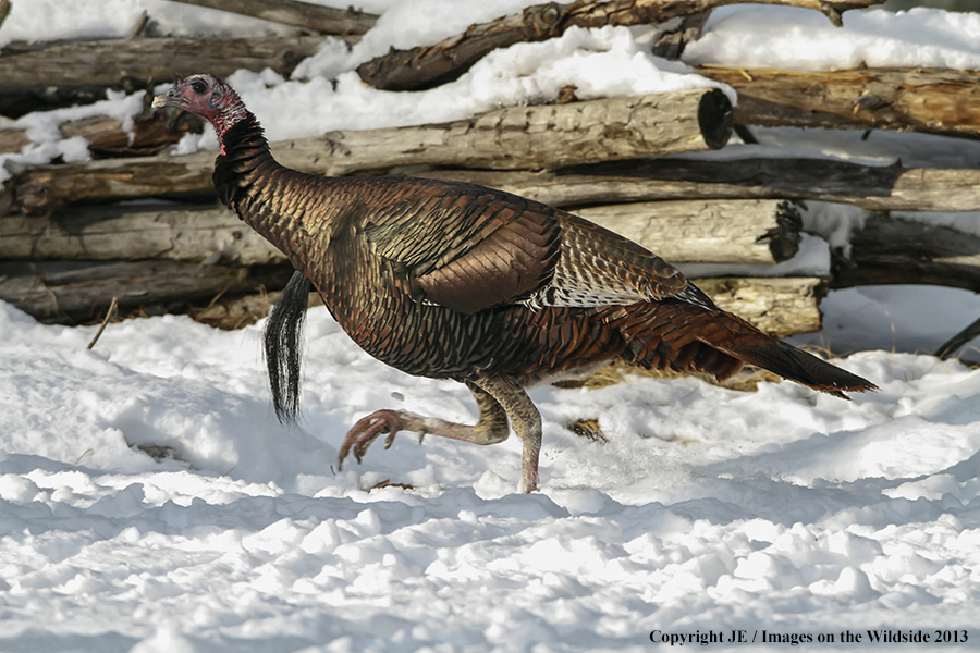 Eastern wild turky during winter.