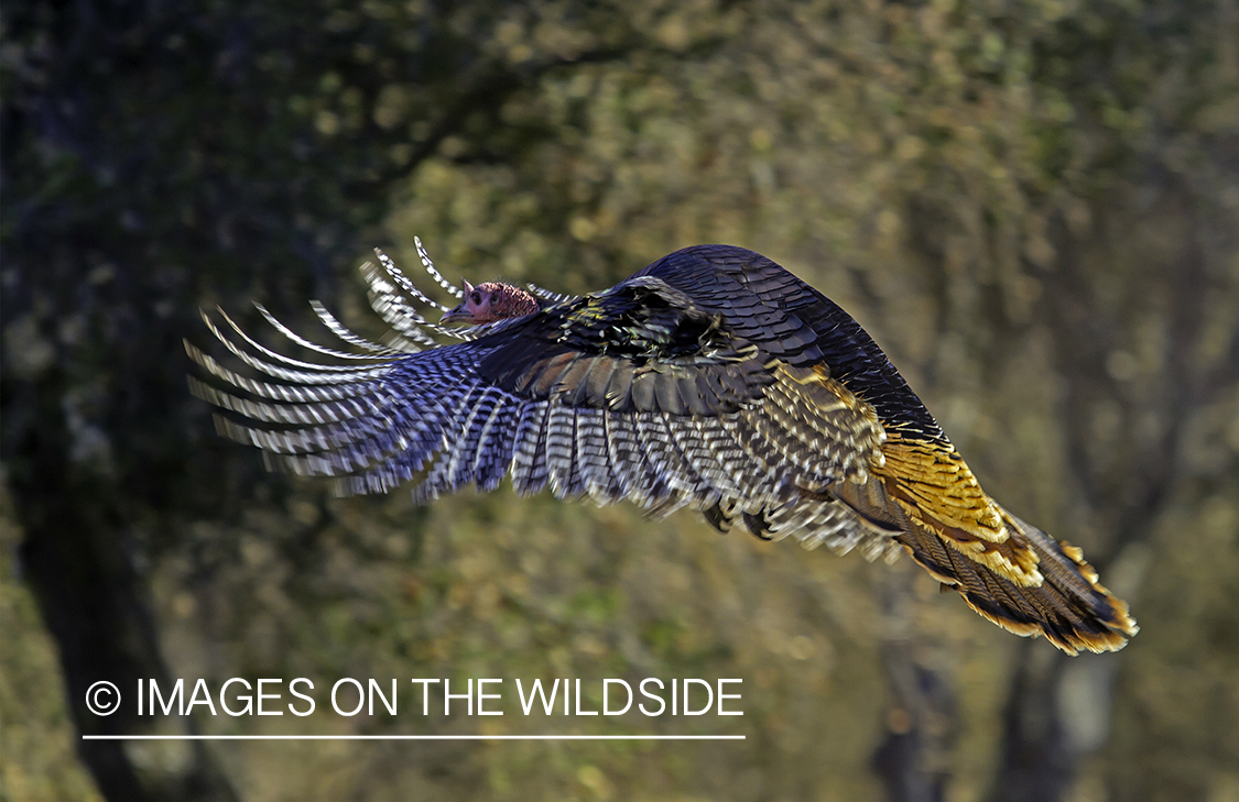 Wild turkey in flight.