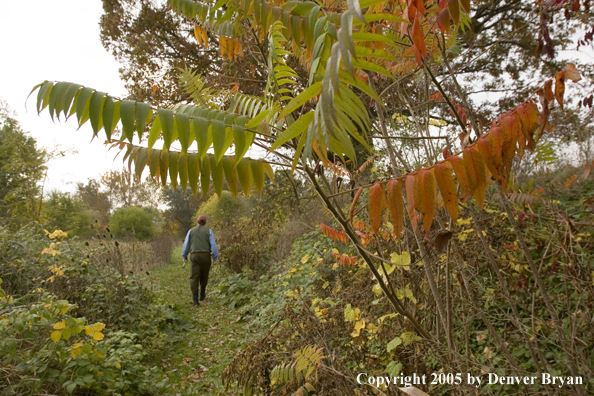 Flyfisherman walking to Pennsylvania spring creek through autumn-colored countryside.