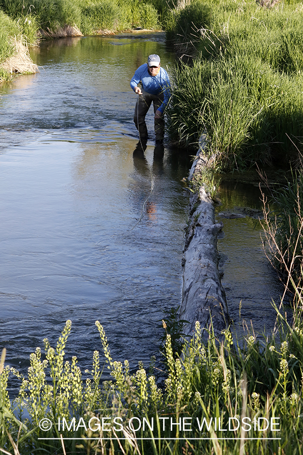 Flyfisherman in fishing stream.