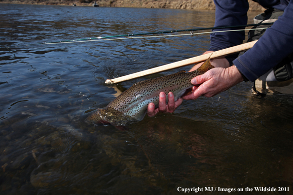 Flyfisherman releasing a nice rainbow trout.