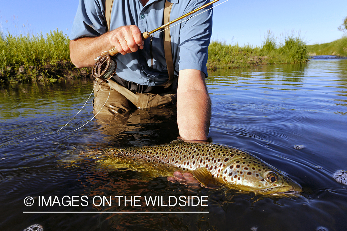 Flyfisherman releasing brown trout.