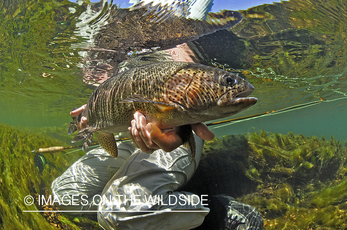 Flyfisherwoman realeasing rainbow trout. 