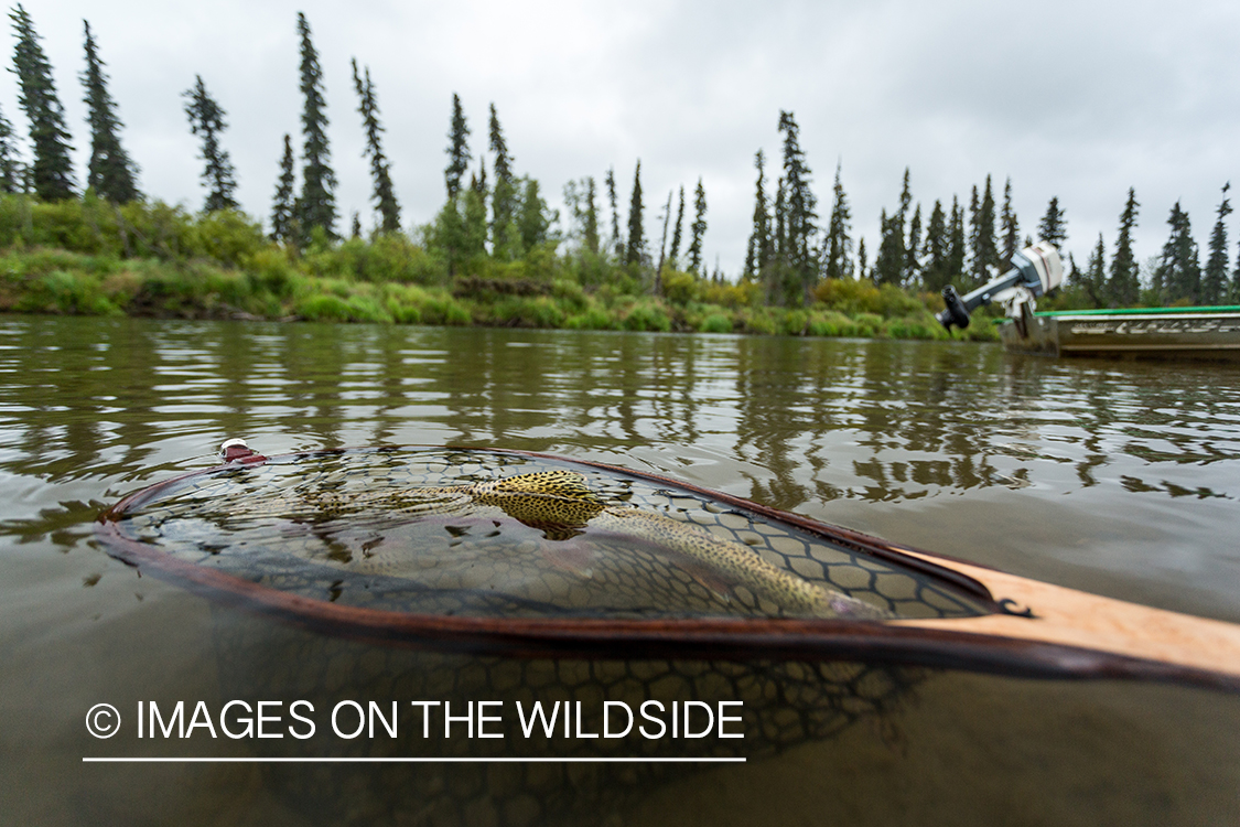 Flyfisher Camille Egdorf with rainbow trout.