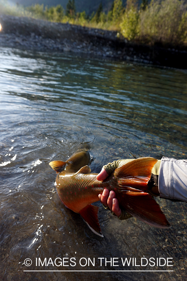 Flyfisherman releasing bull trout.