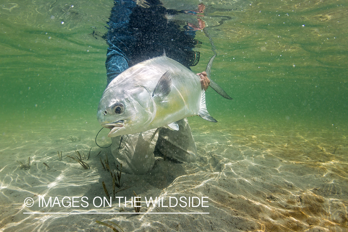 Flyfisherman releasing Permit.