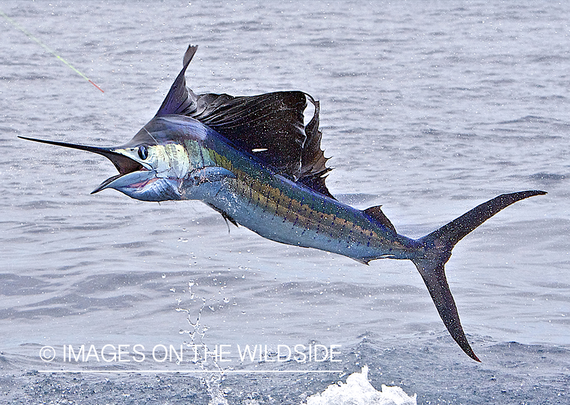 Sailfish jumping.