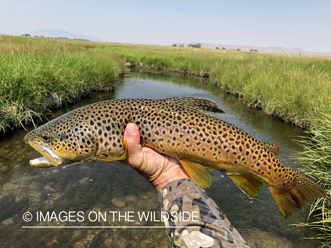 Flyfisherman releasing brown trout.