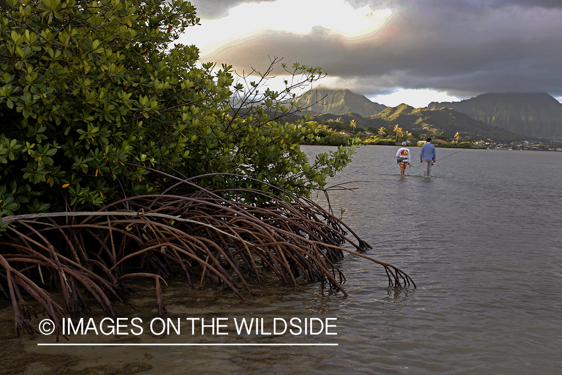 Saltwater flyfishermen fishing on flats, in Hawaii.