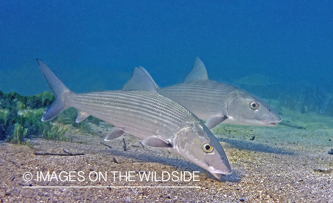 Bonefish in habitat.