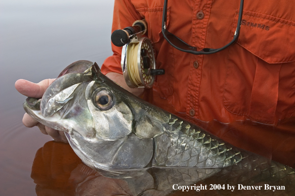 Flyfisherman releasing tarpon 