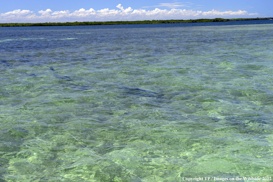 Tarpon in water. 