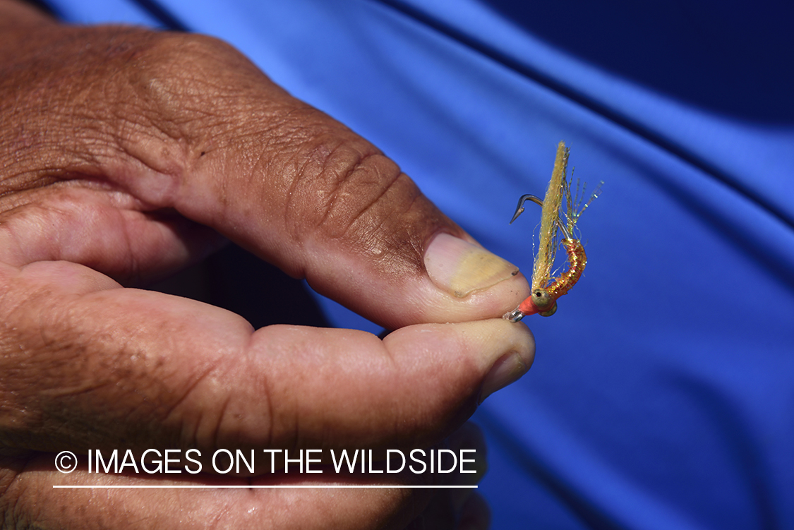 Flyfisherman holding fly.