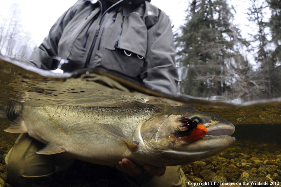 Steelhead with fly. 