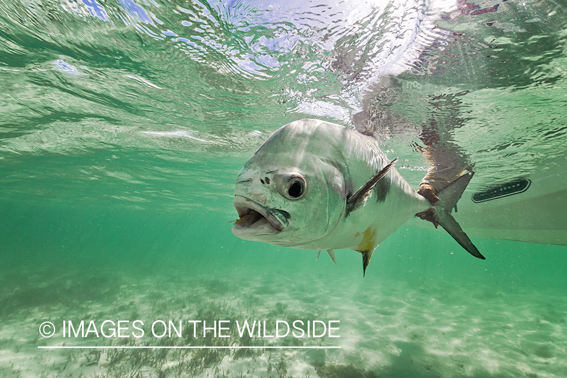 Flyfisherman releasing permit.