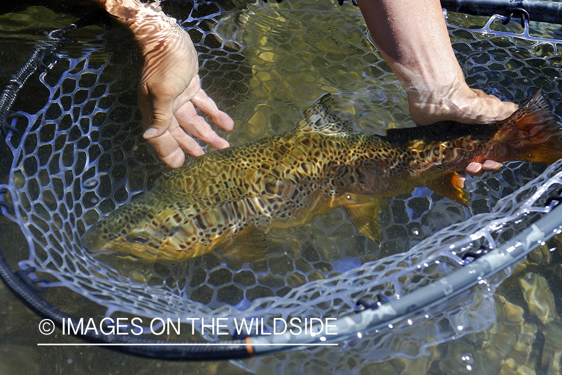 Brown trout in net.