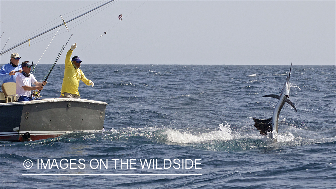 Deep sea fisherman fighting jumping atlantic sailfish.
