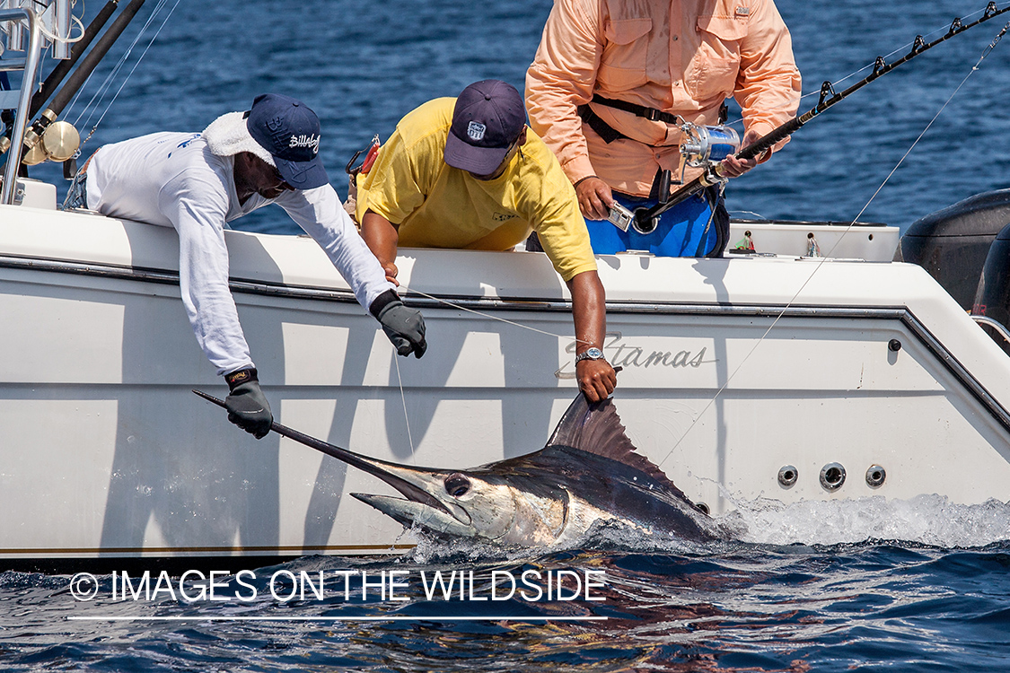 Fisherman pulling in marlin.